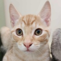 Photo of Henry   In Foster Care In Healesville