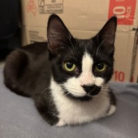 Photo of Arlo