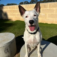 Photo of Snoopy