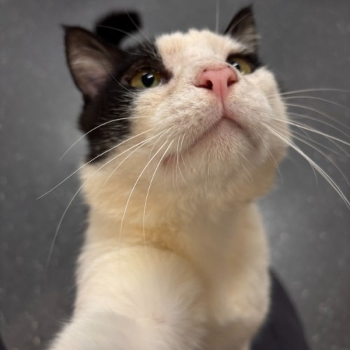 Patrick - Domestic Short Hair (DSH) Cat
