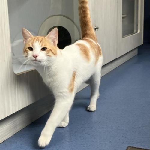 Plumpkin  - Domestic Short Hair (DSH) Cat