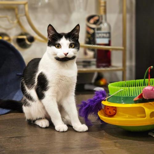 Grace b - Domestic Short Hair (DSH) Cat