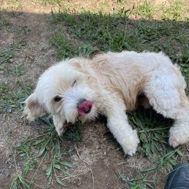 Photo of Lulu