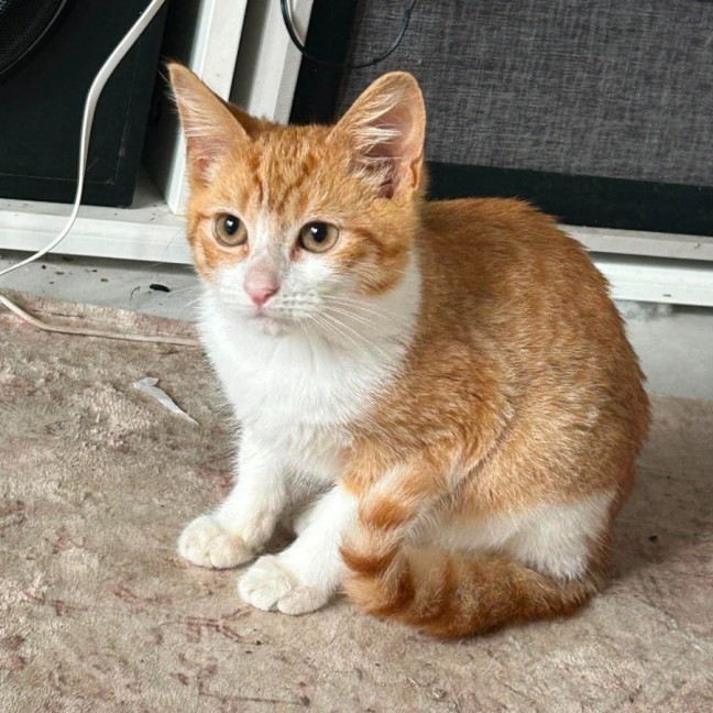 Photo of Ozzie