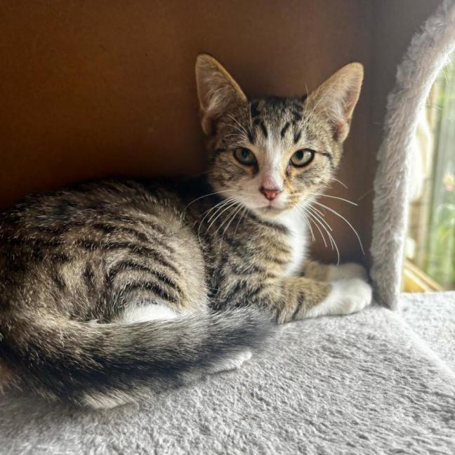 Photo of Archer
