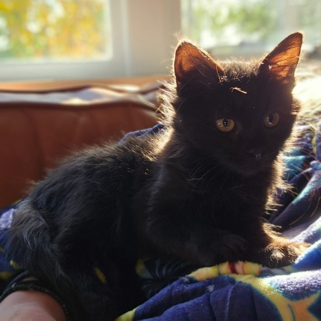 Photo of Meowcolm 