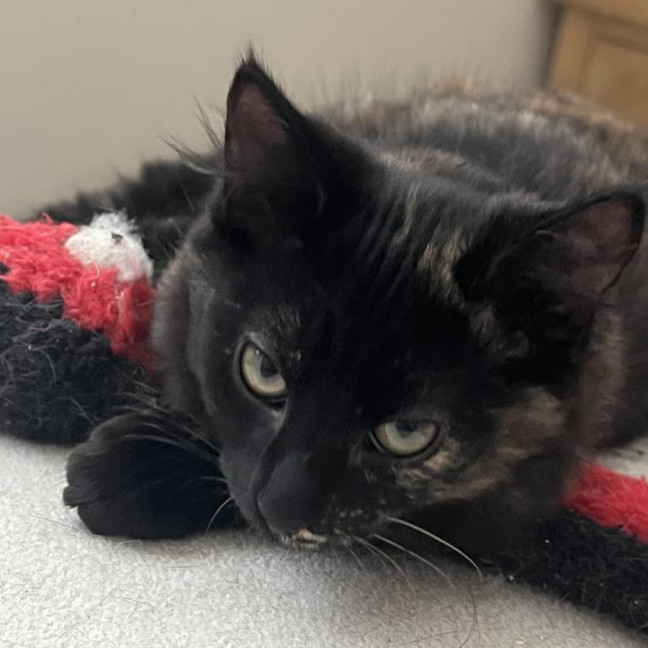 Photo of Kahlua