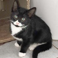Photo of Beanie