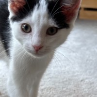 Photo of Leo   Reduced Adoption Fee