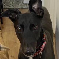 Photo of Danni, The Greyhound