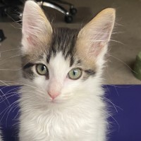 Photo of Charlie   Reduced Adoption Fee