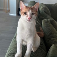 Photo of Banjo