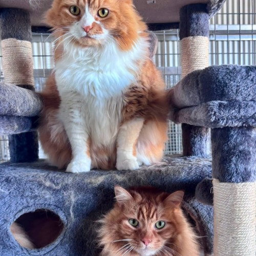 Jessie & Charlie - Domestic Long Hair (DLH) Cat