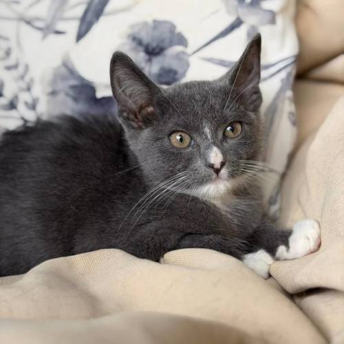 Rey - Domestic Short Hair (DSH) Cat