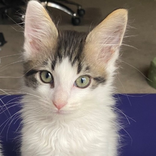 Photo of Charlie   Reduced Adoption Fee