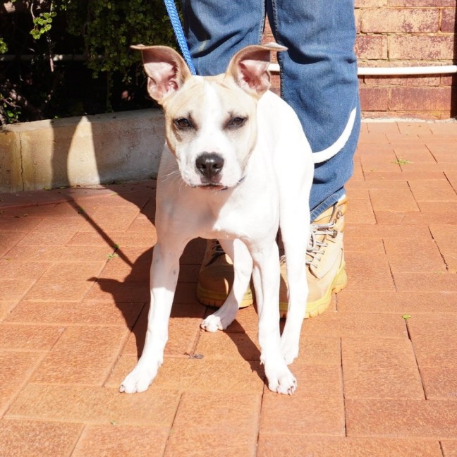 Photo of Tyke