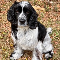 Photo of Harley