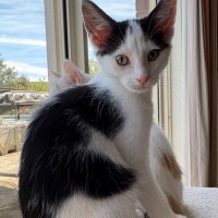 Photo of Leo   Reduced Adoption Fee