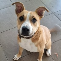 Photo of Stella