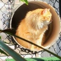 Photo of C1601 Rusty