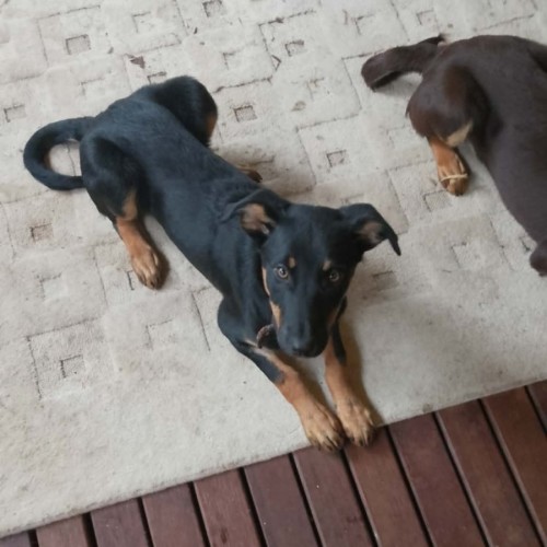 Vindaloo - Australian Kelpie Dog