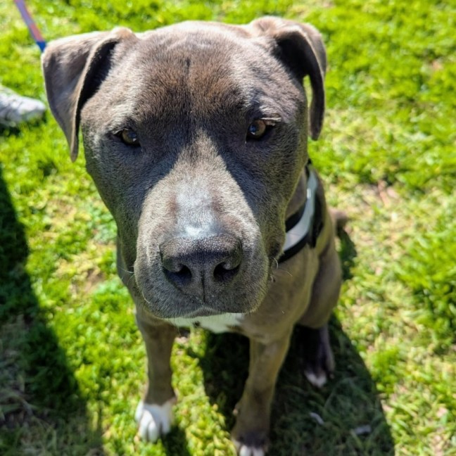 Photo of Diesel