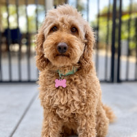 Photo of Roxy
