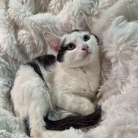 Photo of Levi