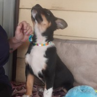 Photo of Tucker