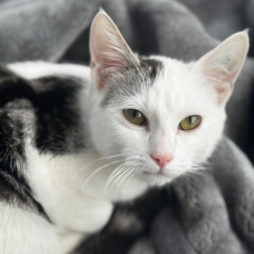 Tristan - Domestic Short Hair (DSH) Cat