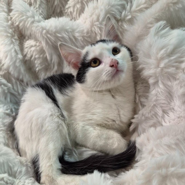 Photo of Levi