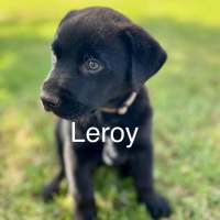 Photo of Leroy