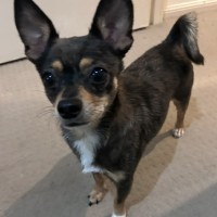 Photo of Charko