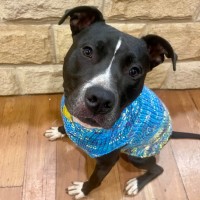 Photo of Flint