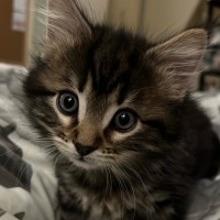 Photo of Louie **2nd Chance Cat Rescue**