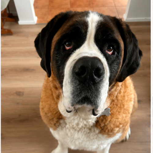 Brandi.   Assisted Rehome - St Bernard Dog