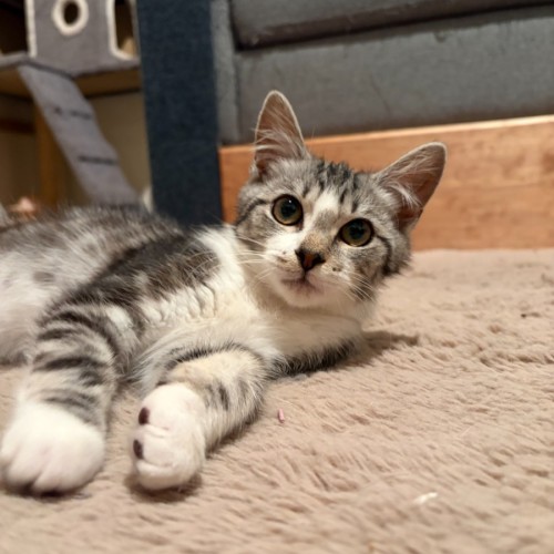 Reggie - Domestic Medium Hair (DMH) Cat