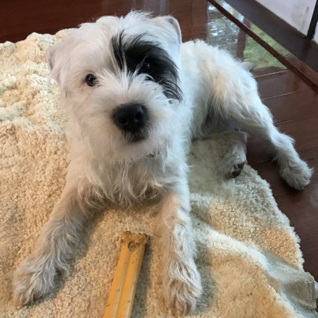 Photo of Kirby