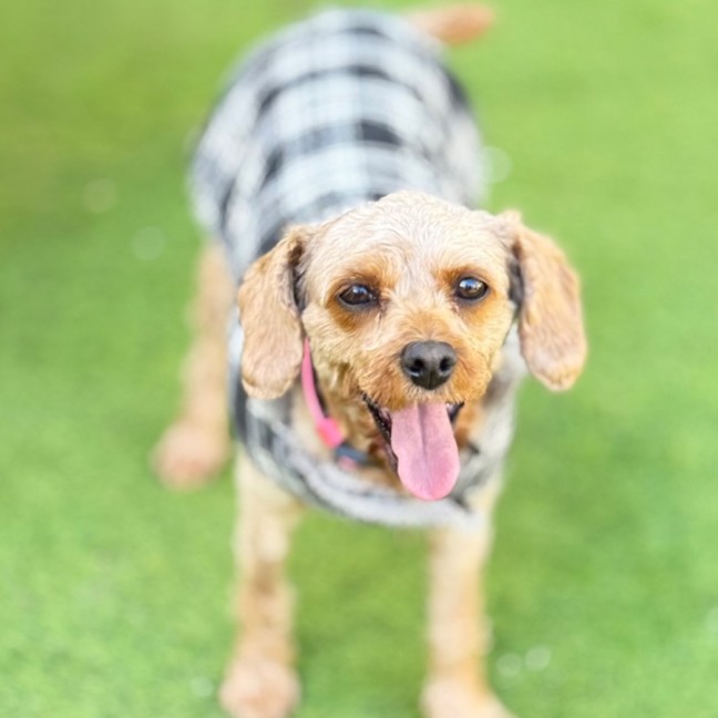 Photo of Nibbles