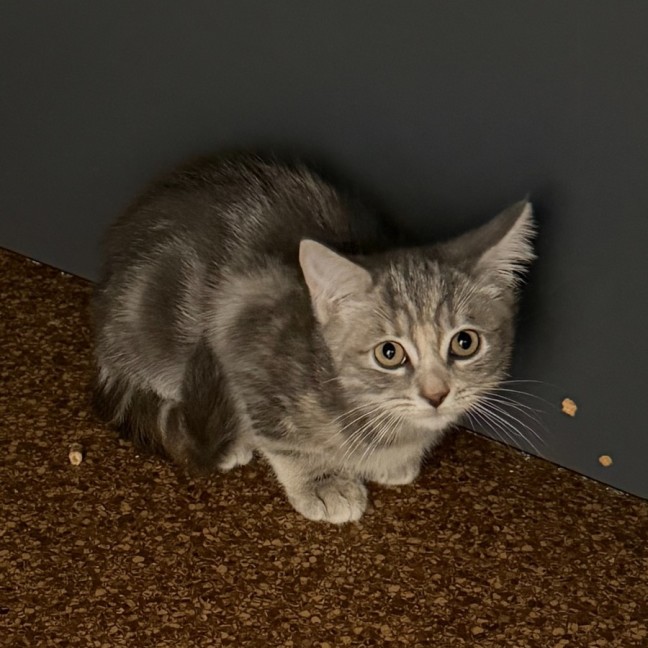 Photo of Grayce