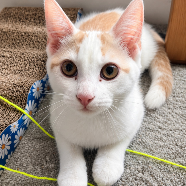 Photo of Simba