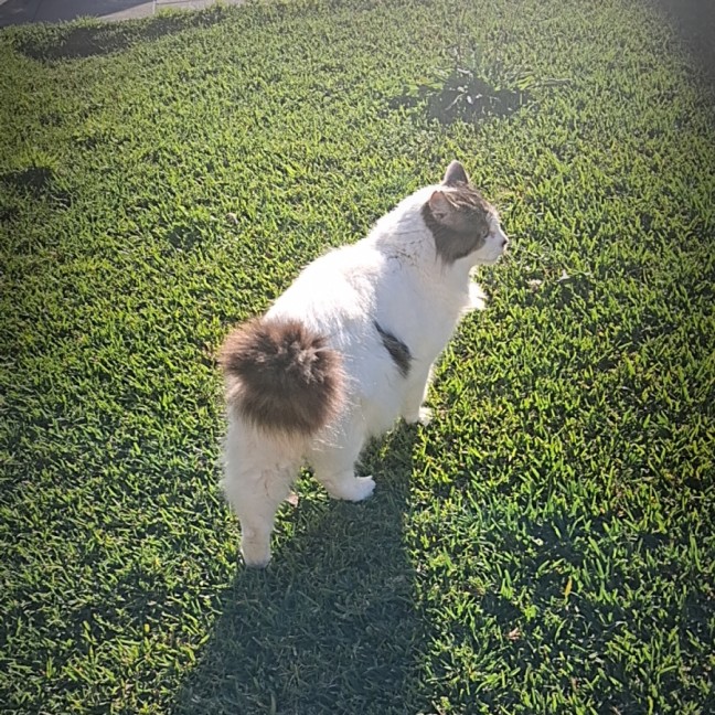 Photo of Aldo ** Needs A New Beginning **