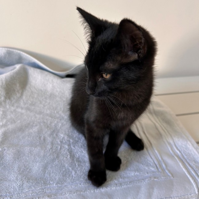 Photo of C1499 Nacho