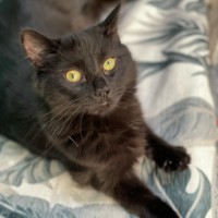 Photo of Scully **2nd Chance Cat Rescue**
