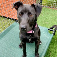 Photo of D1043 Milla 