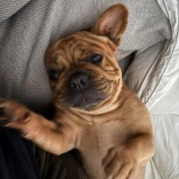 Photo of Ziggy