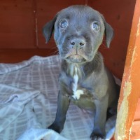 Photo of D1127 Betty