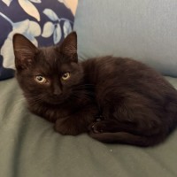 Photo of Midnight 🖤