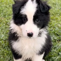 Photo of Kylo