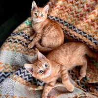 Photo of Darcy And Birdie
